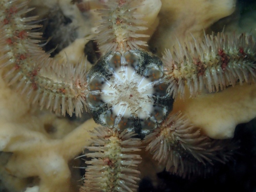 Common Brittle Star, photo 6 of 7