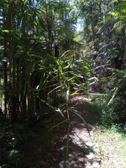 Flagellaria indica