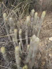 Cleistocactus hyalacanthus