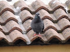 Columba livia domestica