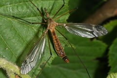 Lunatipula
