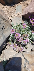 Phoenicaulis cheiranthoides