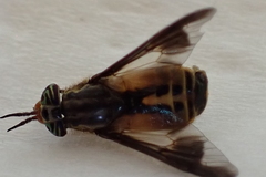 Chrysops striatus