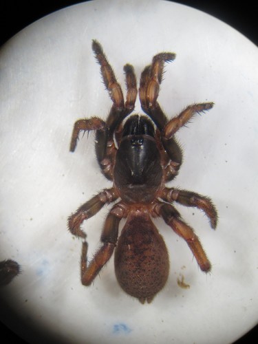 Cantuaria apica