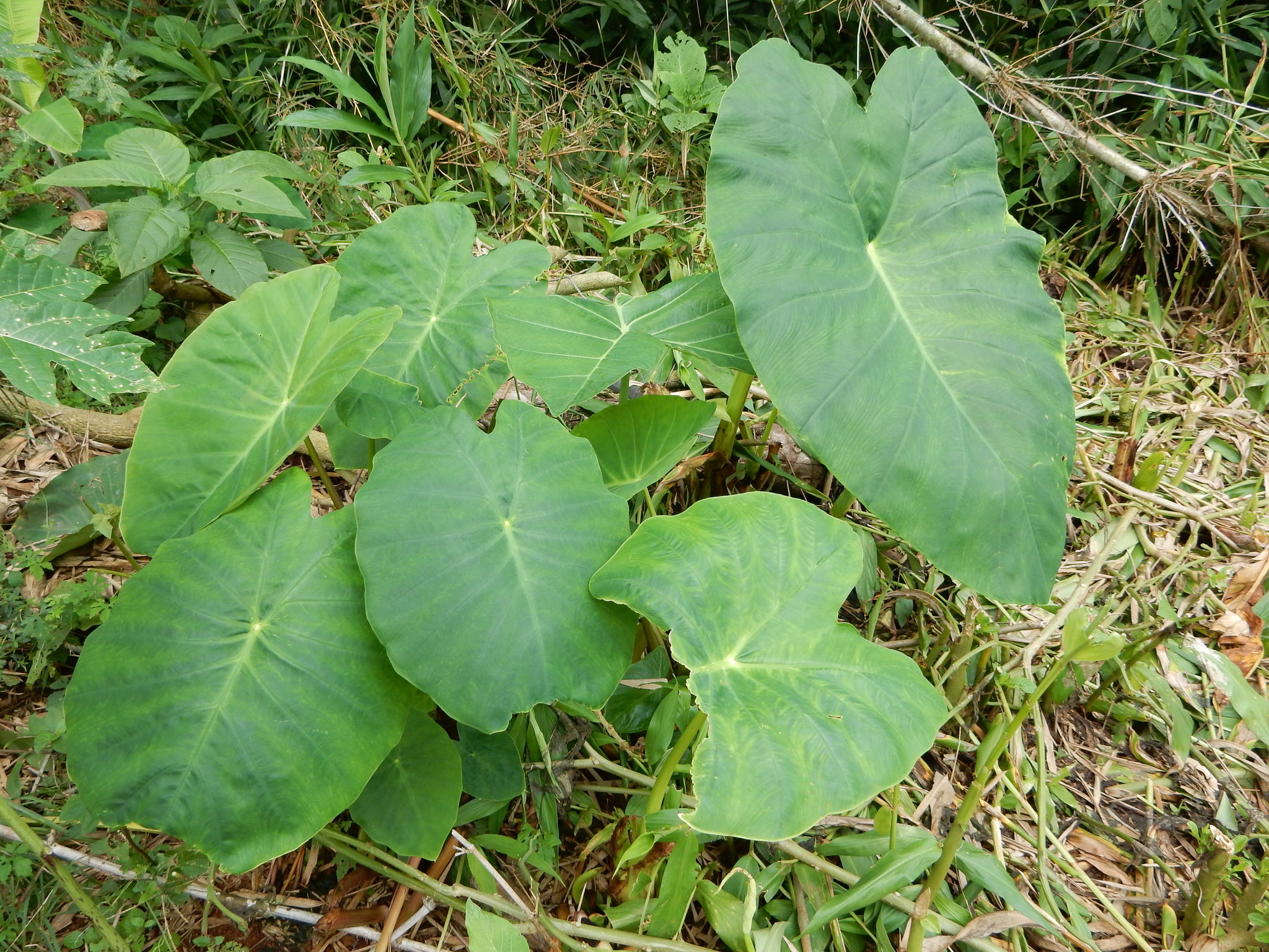 Colocasia esculenta