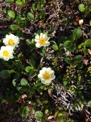 Dryas integrifolia