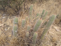 Trichocereus caulescens