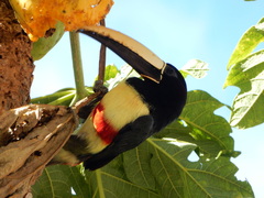 Pteroglossus aracari