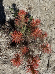 Castilleja covilleana