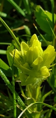 Castilleja cusickii