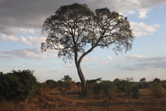 Faidherbia