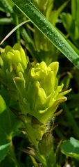 Castilleja cusickii