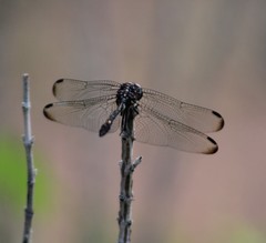Dythemis nigrescens