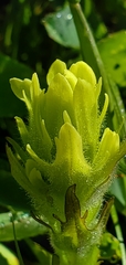 Castilleja cusickii