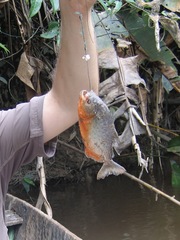 Pygocentrus nattereri