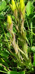 Castilleja cusickii