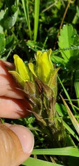 Castilleja cusickii
