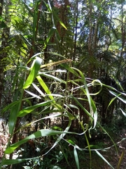 Flagellaria indica