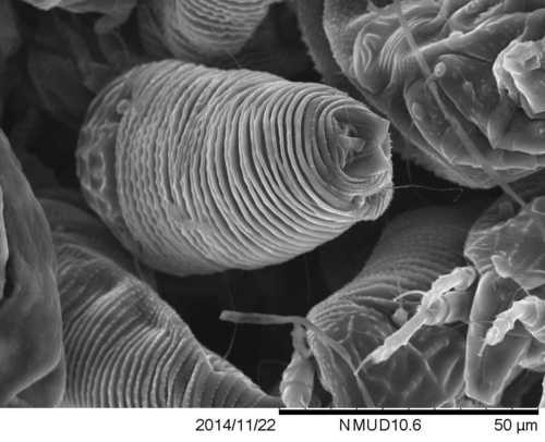 Willow Bead Gall Mite