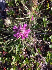 Pedicularis lanata