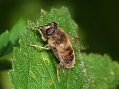Eristalis tenax
