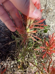 Castilleja covilleana