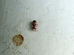 Synageles dalmaticus