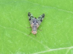 Tephritis vespertina