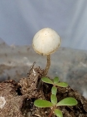 Panaeolus cyanescens