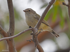 Weebill photo 5