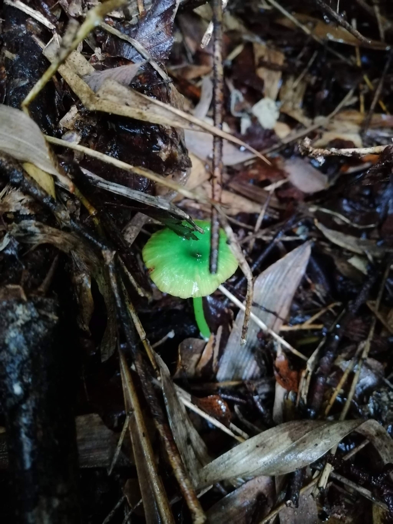 Entoloma necopinatum · June 2021 · photo: © mati_thiele (iNaturalist, cc-by)