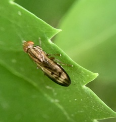 Opomyza petrei