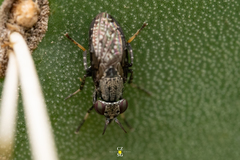 Stictomyia longicornis