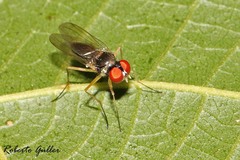 Tanypezidae