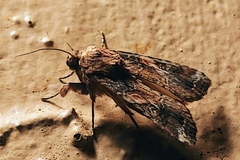 Prodeniini