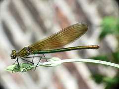 Calopteryx splendens