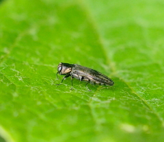 Agrilus derasofasciatus