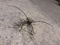 Batocera rubus