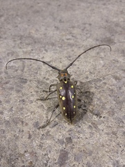 Batocera rubus