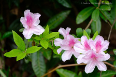 Rhododendron × pulchrum