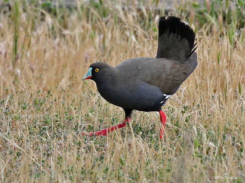 Black-tailed Nativehen (Tribonyx ventralis) photo
