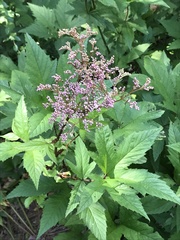 Filipendula rubra