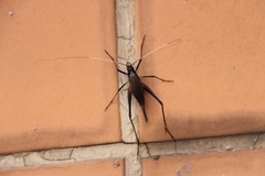 Meloimorpha japonica