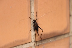 Meloimorpha japonica