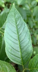 Rhamnus lanceolata