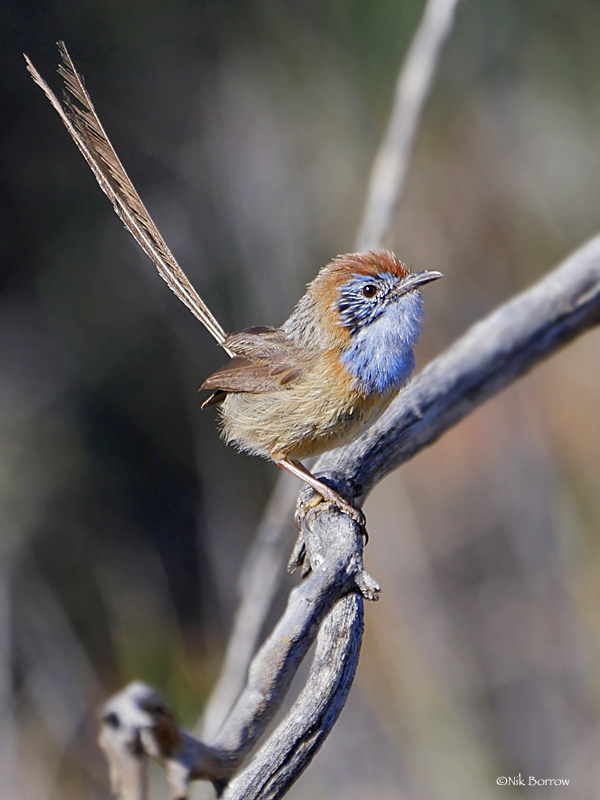 Mallee shops Emu-Wren