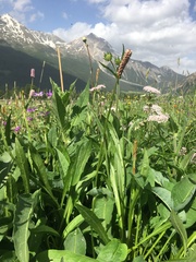 Bistorta officinalis