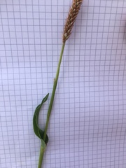 Bistorta officinalis