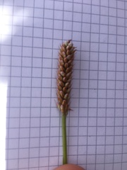 Bistorta officinalis