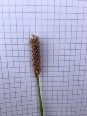 Bistorta officinalis